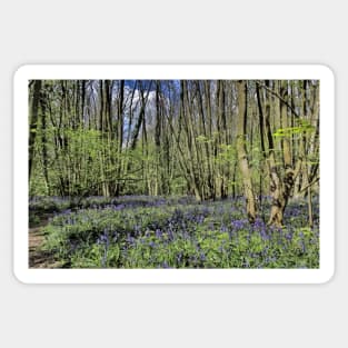 Everdon Stubbs Wood Bluebells Sticker